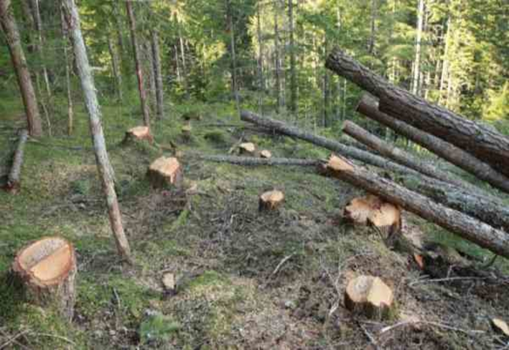 Jaf de proporții în pădurile orașului Sîngeorz Băi! Hoții de lemne au ras peste 5.600 de arbori! Prejudiciul este de circa 2,6 milioane lei