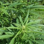 Folosirea cannabisului în scop medical – proiect trecut de Senat