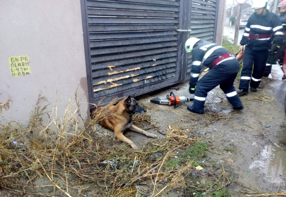 POZA ZILEI. Câine salvat de pompierii bârlădeni după ce a rămas captiv sub o poartă metalică
