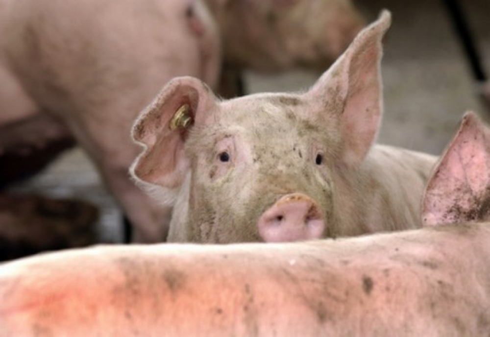 România, împânzită de focare de pestă porcină. Situația în Dâmbovița, la zi