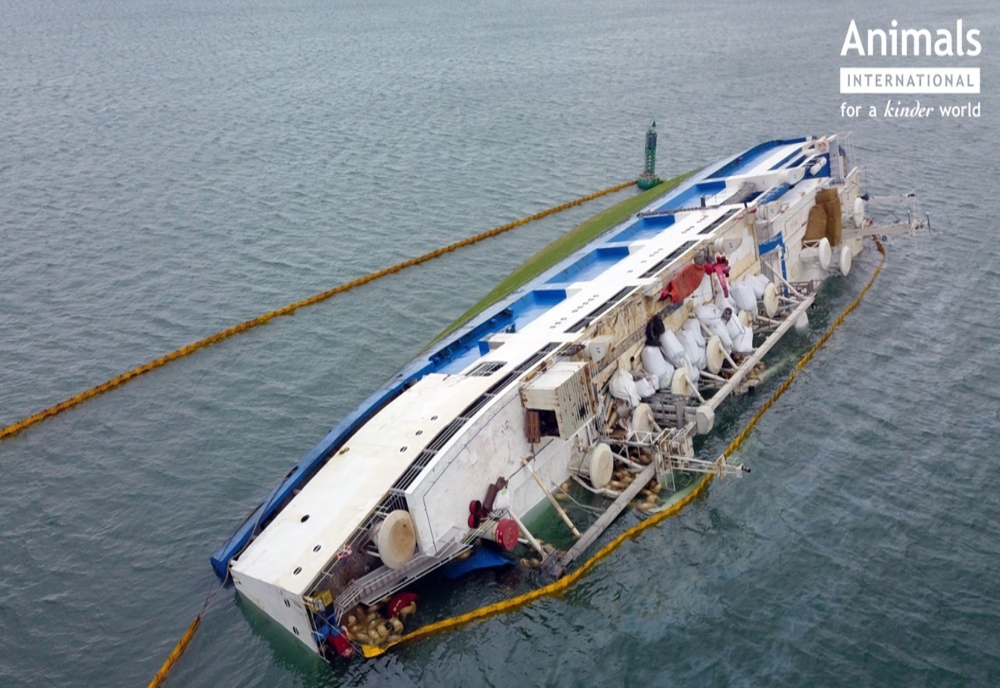 Cum s-a răsturnat nava din Portul Midia: povestea pilotului care a scos vasul de la cheu