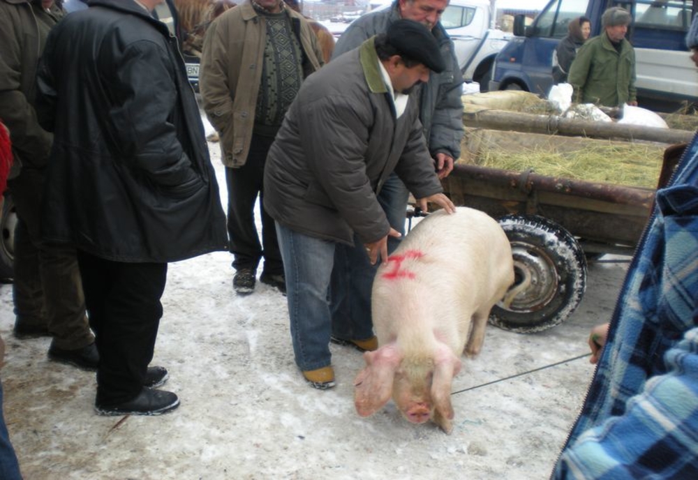 Sacrificarea porcilor în gospodării, cu aprobare de la medicul veterinar