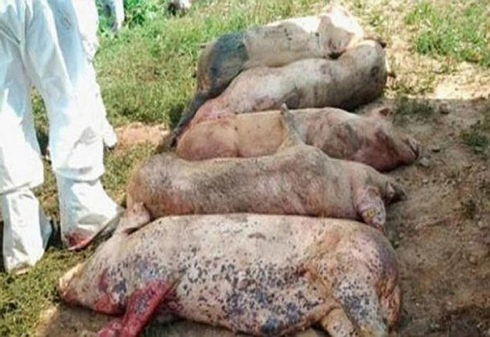 Despăgubiri de 19,76 milioane lei plătite în Județul Călărași pentru virusul pestei porcine