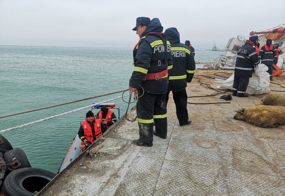Autoritățile vor face decupaje în corpul navei răsturnate în Portul Midia pentru a scoate mai ușor oile rămase în viață