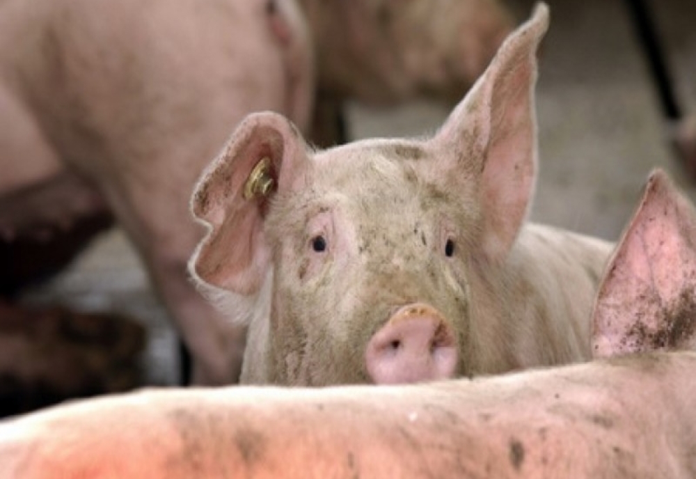 DSVSA Satu Mare: Începând de azi au fost stinse încă 21 de focare de pestă porcină africană