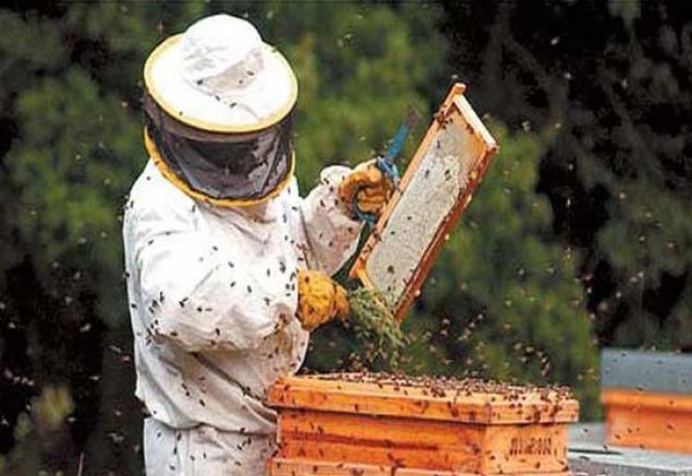 Zeci de apicultori din Vaslui au solicitat ajutoare de minimis