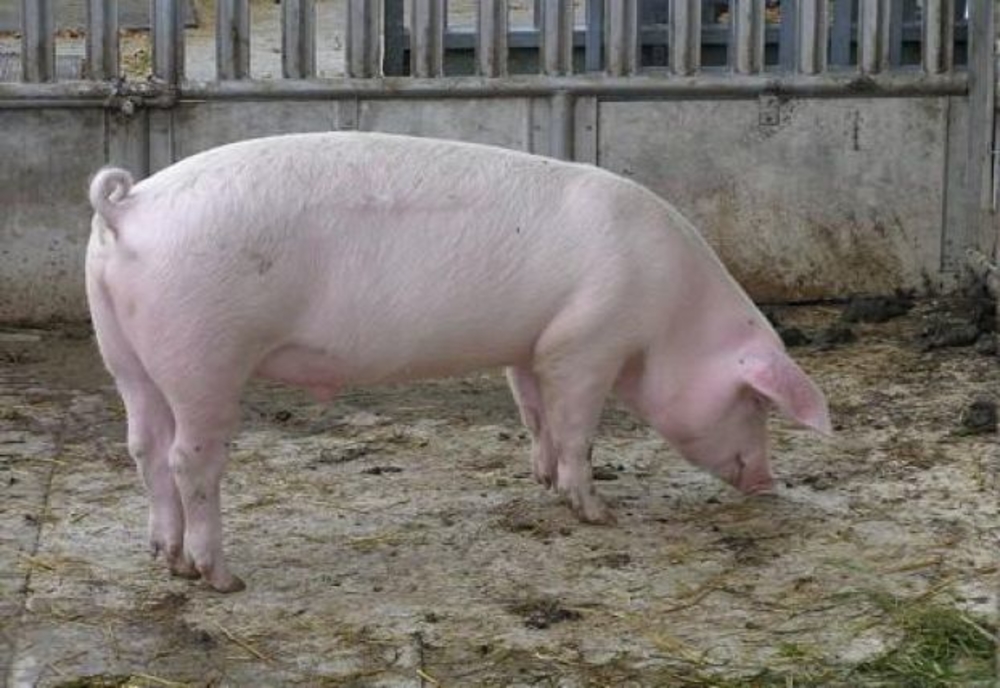 Giurgiuvenii sunt obligați să anunțe medicul veterinar dacă taie porcul