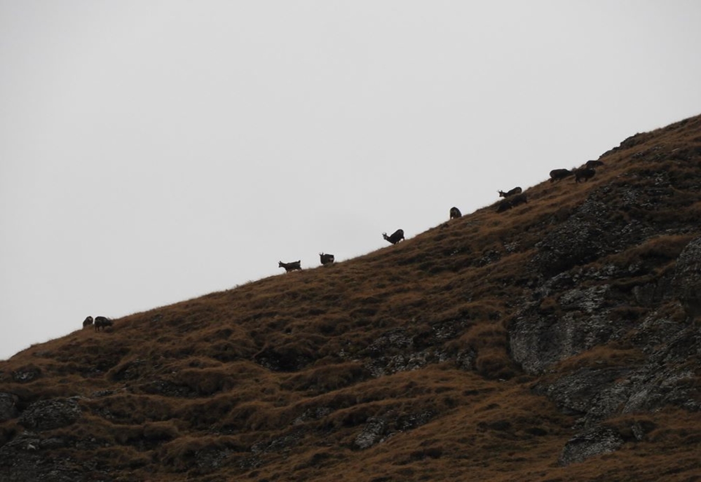 Video| Imagini spectaculoase în Bucegi, cu efective impresionate de capre negre