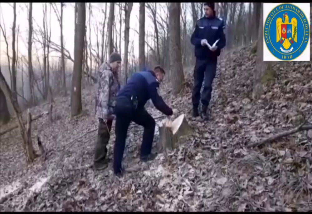 Arad: AUDIO FOTO VIDEO Tăietori ilegali de lemne în pădurile din zona de munte, descoperiți de jandarmii din Arad. Cum arată zona