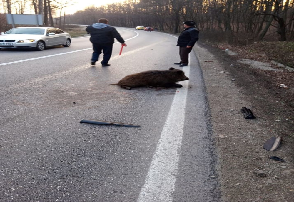 Video| Imagini incredibile pe DN 72, în Dâmbovița. Un porc mistreț blochează șoseaua
