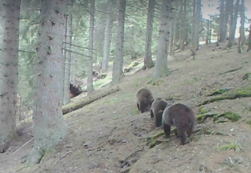 Trei urși filmați în timp ce merg în „șir indian” într-o pădure din Parcul Național Călimani VIDEO