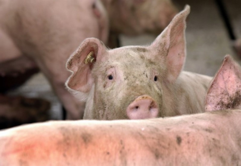 Pestă porcină africană, confirmată în încă două gospodării din Olt