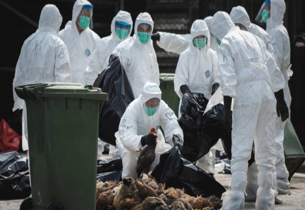 Carne de pasăre din Ungaria, infestată cu gripă aviară, livrată în magazine din Bistrița-Năsăud și alte 25 de județe