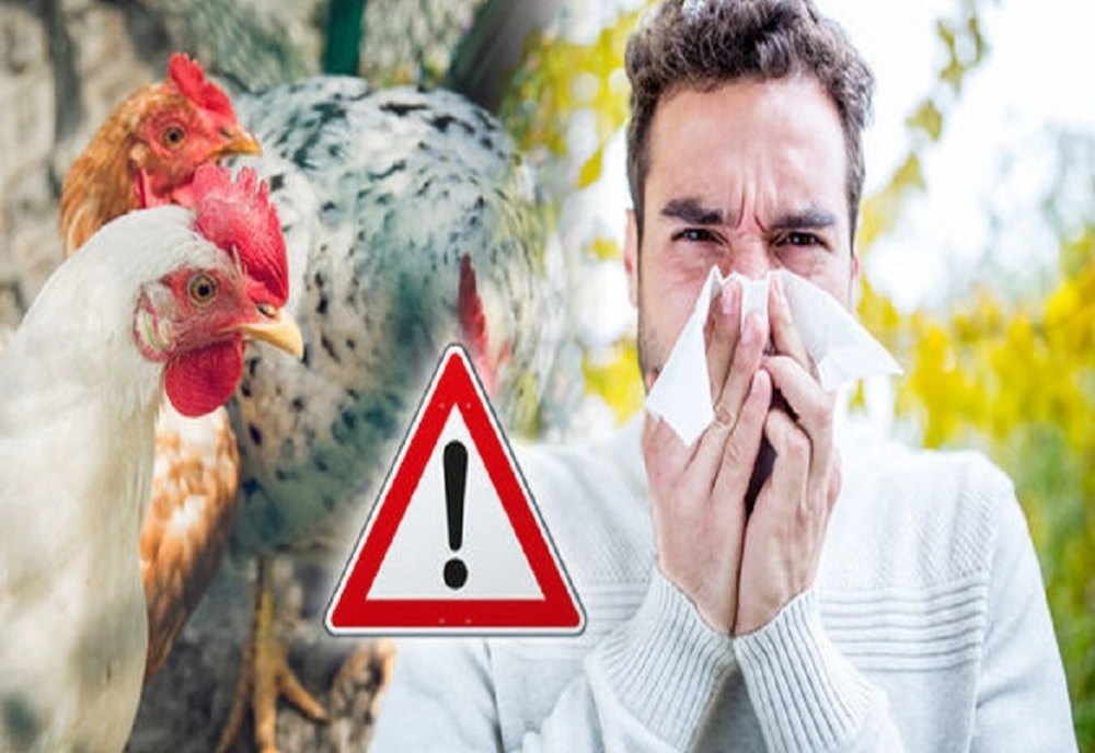 Cum să prevenim gripa aviară. Recomandările DSP Neamț