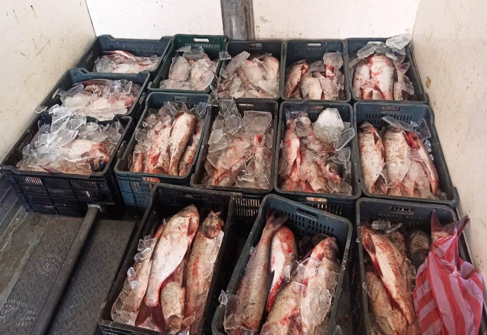 Prinși de jandarmi comercializând sute de kilograme de peşte, ilegal