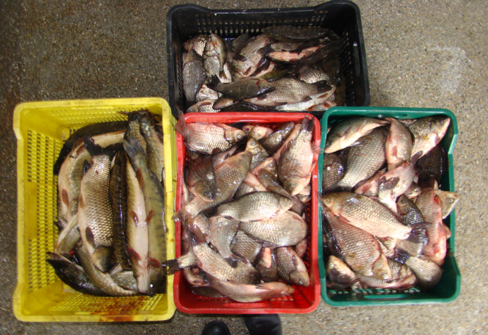 Braconieri prinși cu 570 kilograme de pește