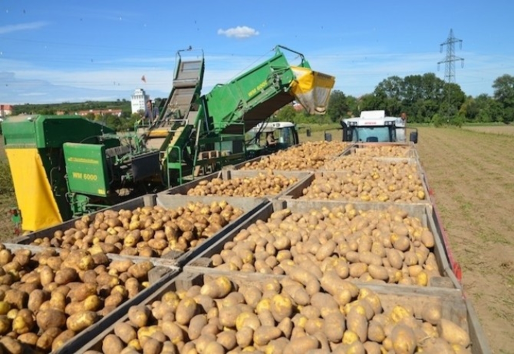 Producție mai slabă de cartofi anul trecut în județul Covasna, dar peste media multianuală