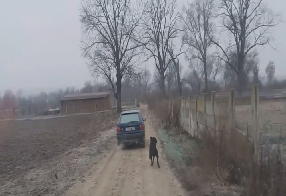 A legat un câine de mașină și l-a târât prin tot satul. Se întâmplă în județul Alba