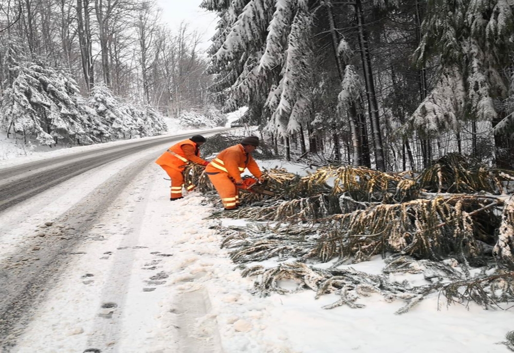 Copaci căzuți pe carosabil sub greutatea zăpezii, drumarii intervin pe DN 58
