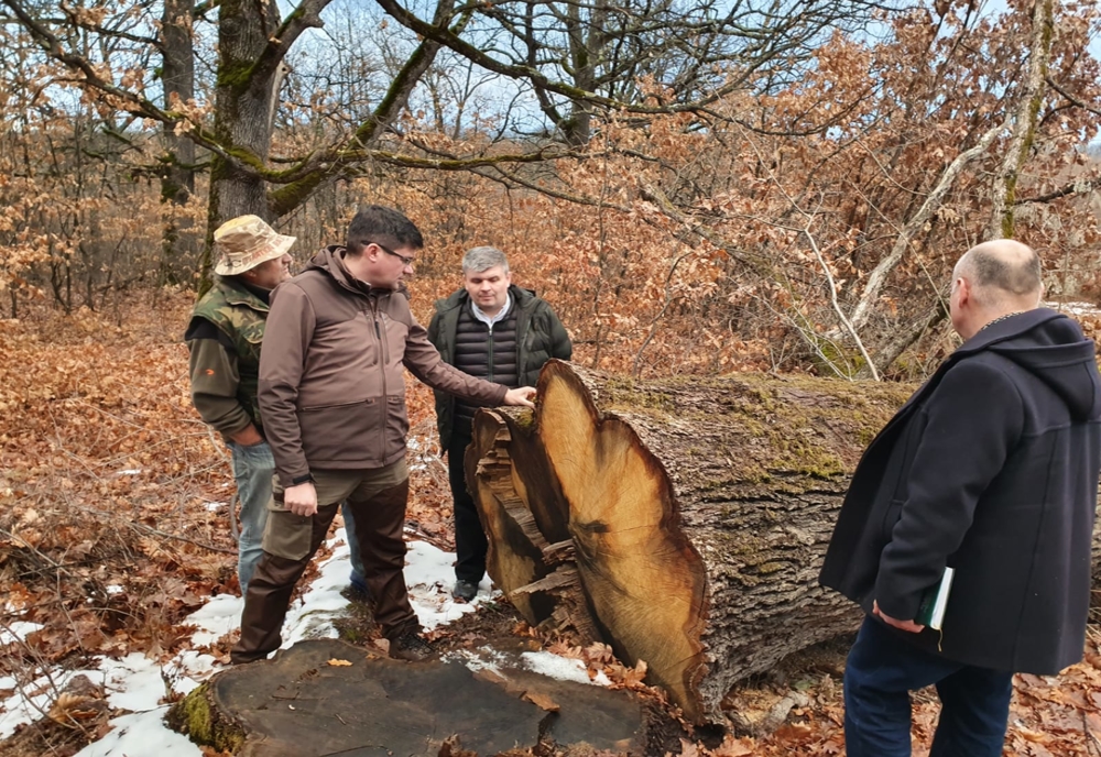 Ministrul Mediului reclamă dezastrul ecologic dintr-o pădure din Olt: Arbori de 200-300 de ani culcați efectiv la pământ
