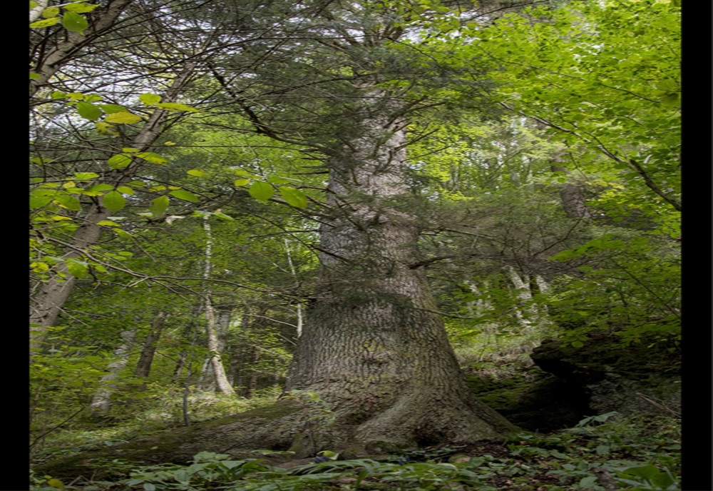 Brad de 500 de ani din Gura Râului, în competiţia pentru Arborele European al Anului 2020