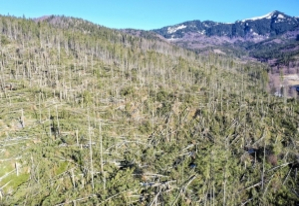 Aproape 100.000 de hectare de păduri, afectate de fenomene meteo extreme