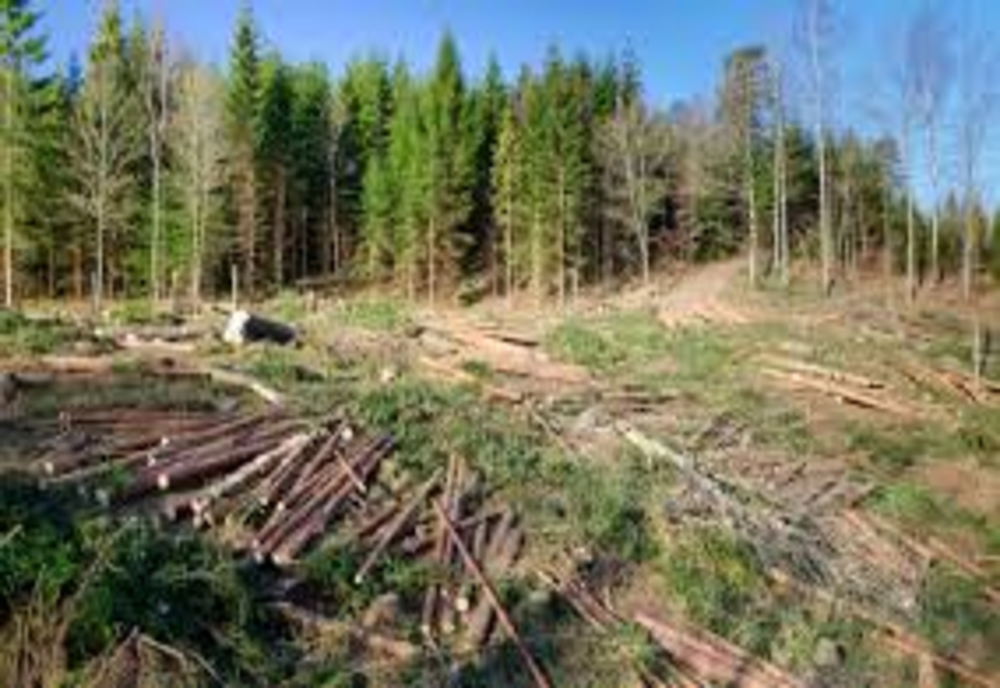 Comisia Europeană avertizează România să oprească tăierile ilegale de păduri!