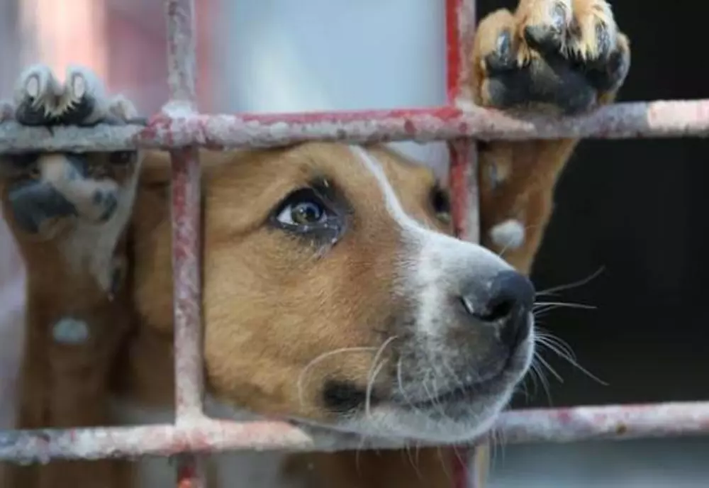 VIDEO. Un bărbat și-a găsit câinele spânzurat și cu urechile tăiate, în curte!