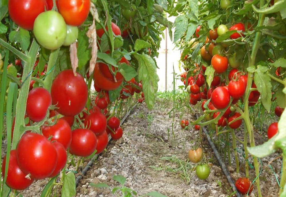 Un număr tot mai mare de doljeni accesează Programul „Tomata”
