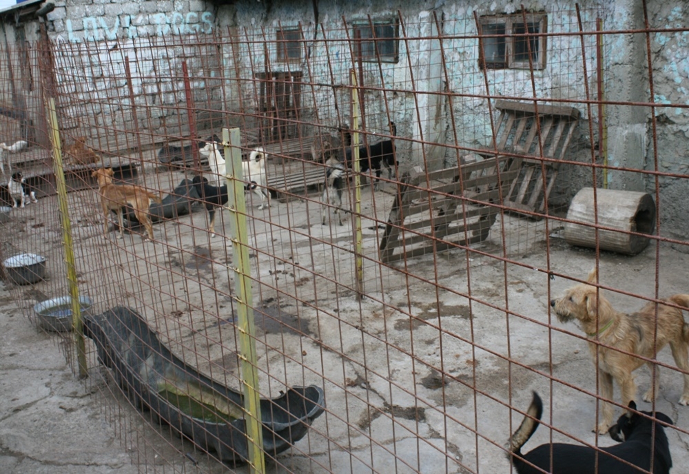 Câini capturați din Centrul Vechi al municipiului Botoșani