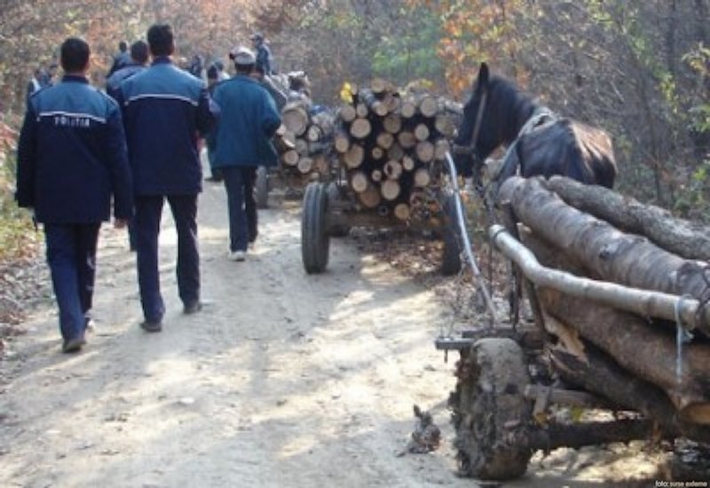 4mc de lemne confiscate şi 4.000 de lei amendă, după o acţiune a poliţiştilor harghiteni