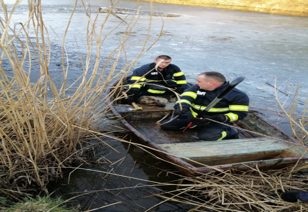Un câine căzut în lacul din Cisnădie, salvat de pompieri
