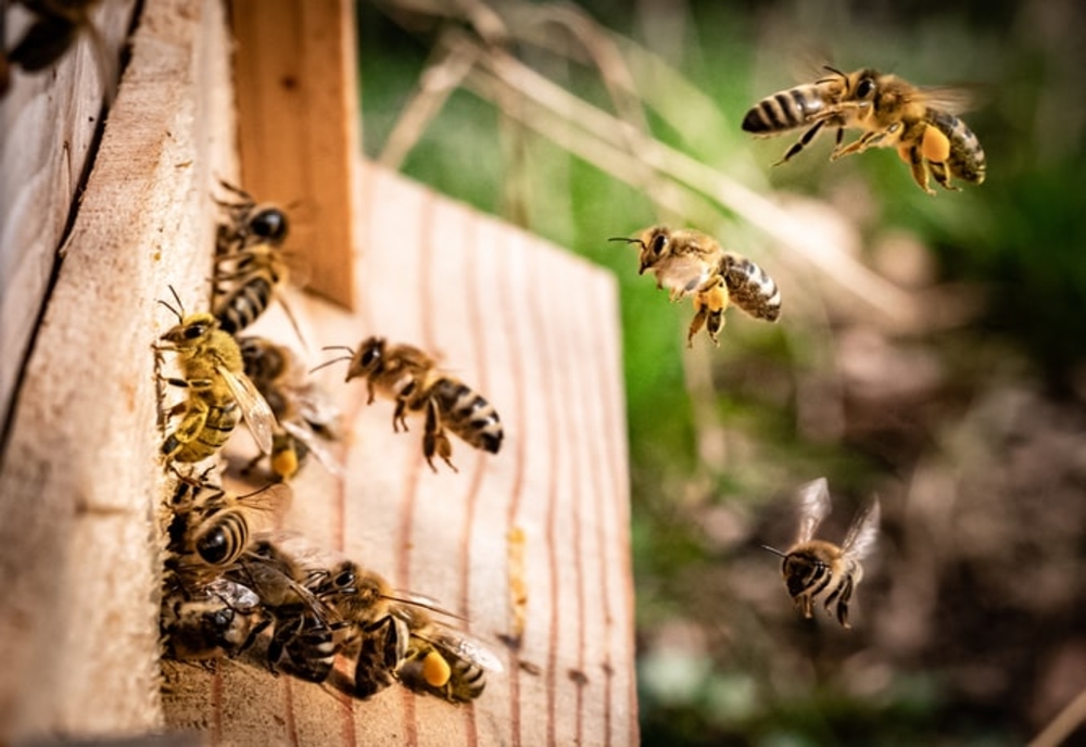 Târguri apicole în județul Timiș