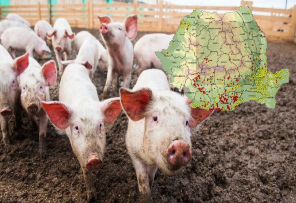Situație actuală a evoluției pestei porcine africane. Vezi harta răspândirii virusului