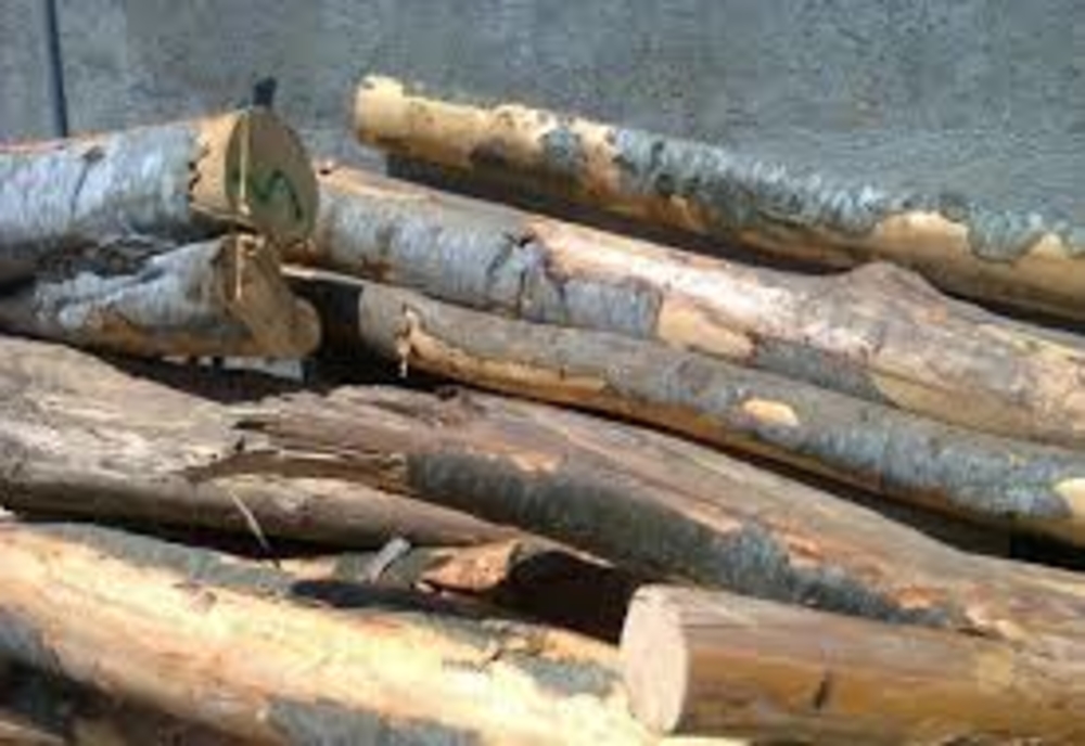Amenzi de 17.000 lei pentru transport ilegal de material lemnos și nerespectarea Ordonanței Militare nr. 3, în Bistrița-Năsăud