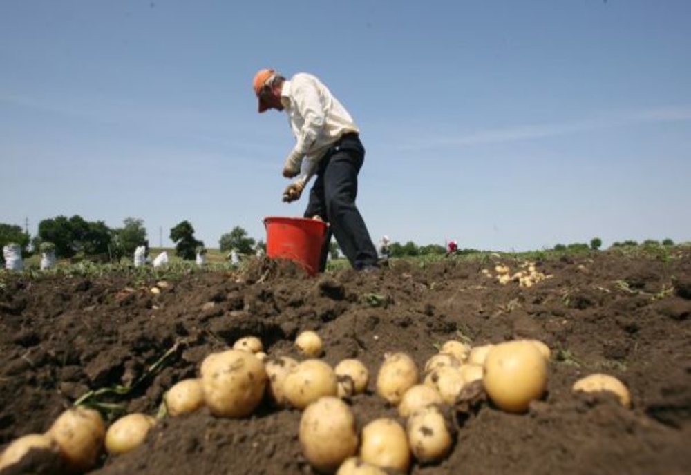 Cartofii românești sunt pe cale de dispariție. Fermierii nu primesc sprijin de la stat pentru producția de consum