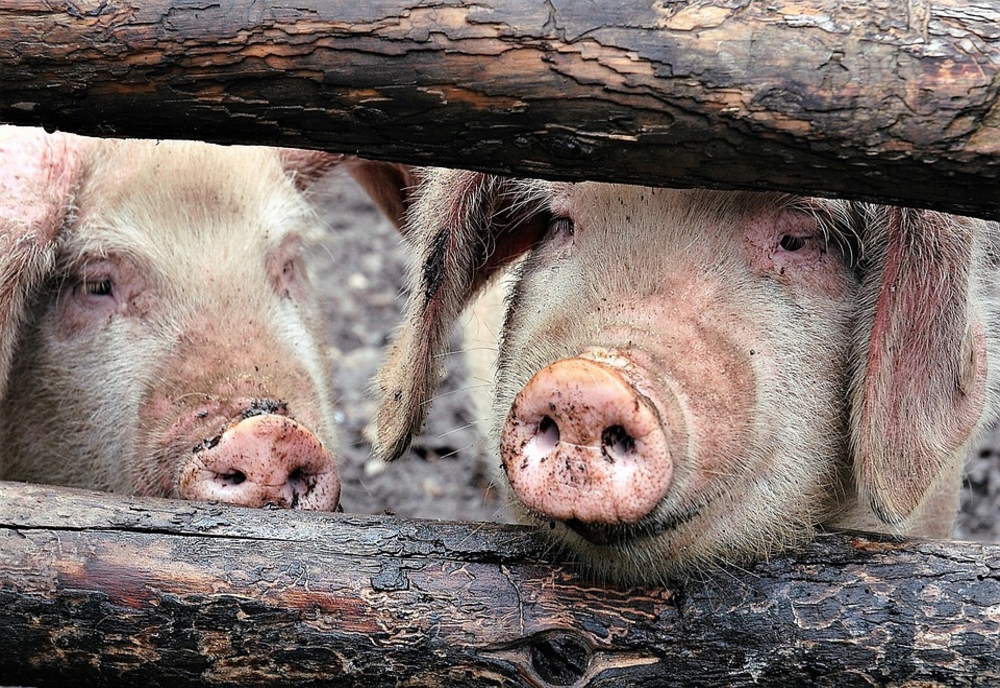 Pesta porcină africană revine în județul Brăila