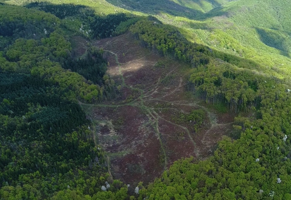Din veniturile Fondului  pentru  Mediu, nu  se întoarce niciun sprijin financiar pentru pădurile României