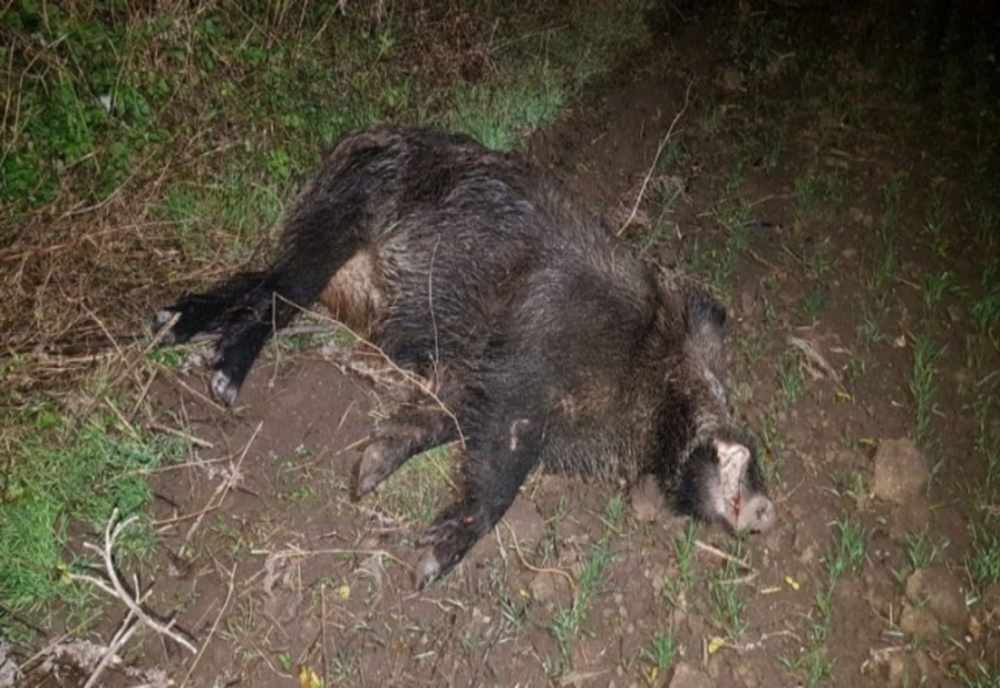 Pestă porcină africană confirmată la un porc mistreț găsit mort în albia râului Dorna