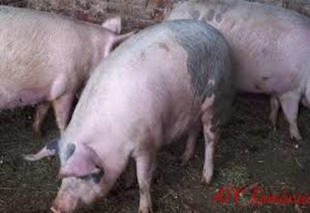 Guvernul interzice românilor să-și mai crească porcii în propria gospodărie