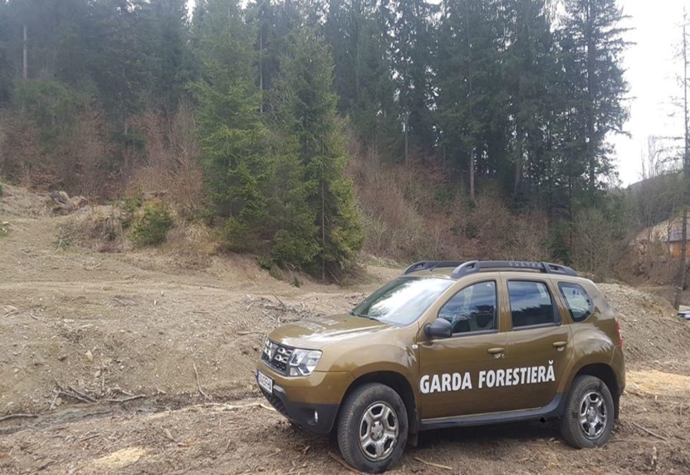 Garda Forestieră Suceava a descoperit tăieri ilegale de arbori în valoare de 90.000 de lei