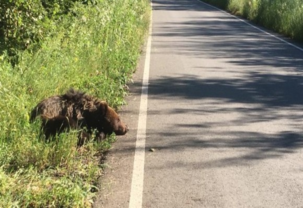 Dosar penal in rem pentru braconaj, după ce un urs a fost găsit mort pe un drum din Harghita