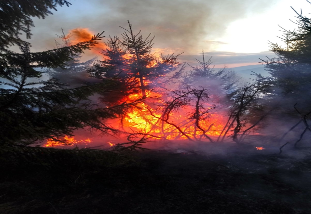 Incendiul de vegetaţie de la Mediaş, Gheorgheni, s-a reaprins