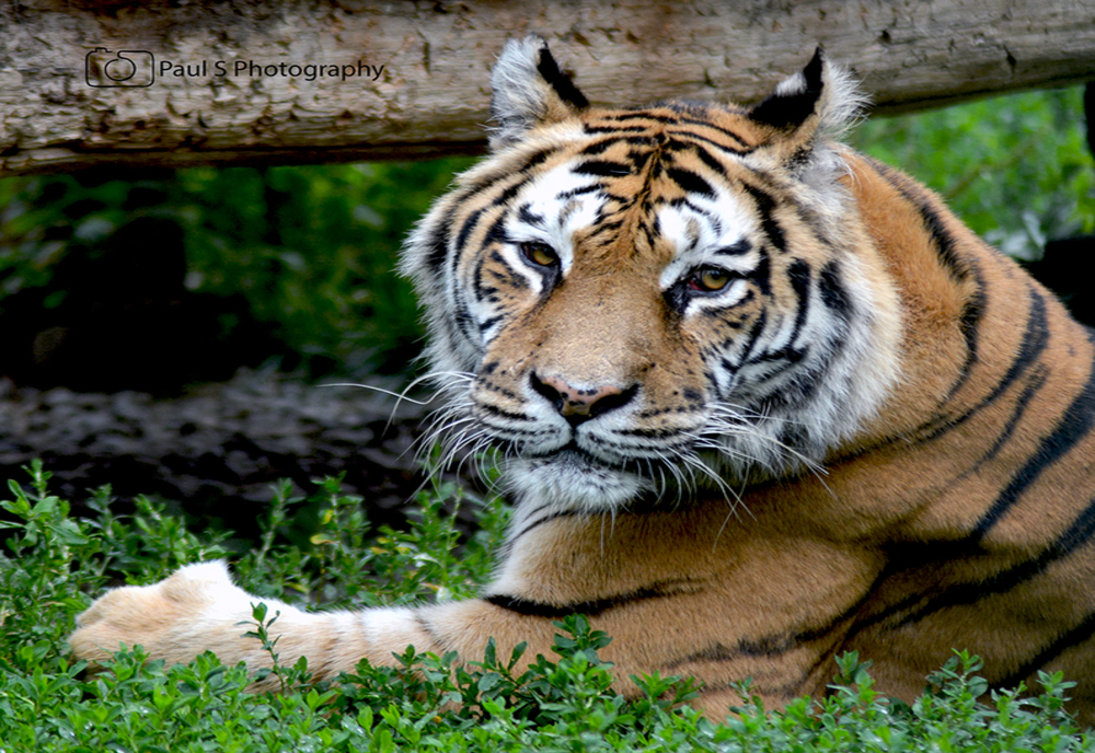 Un tigru de la grădina zoologică Bronx din New York, testat pozitiv cu coronavirus