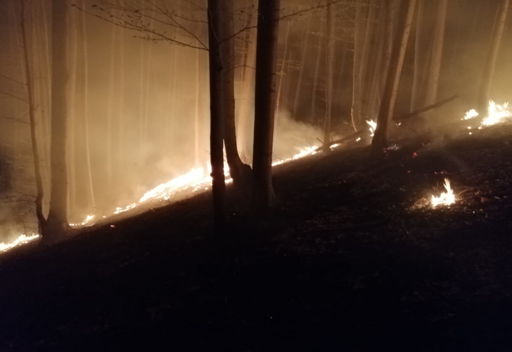 Video| Dezastru la Iedera, în Dâmbovița. 20 de hectare de pădure cuprinse de flăcări. „E mai rău ca în cimitir,de Paște”, spun pompierii