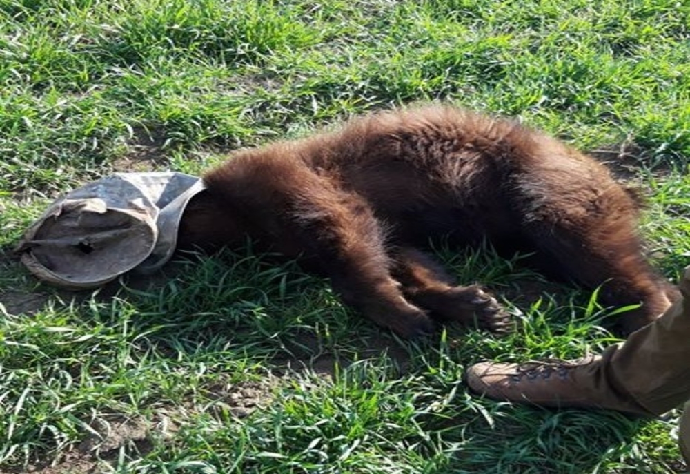 Pui de urs sufocat de un recipient metalic, găsit lângă baza militară din Zălan
