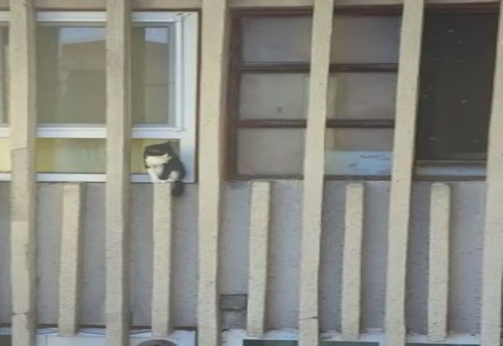 VIDEO | Pisicuță salvată de pompieri, după ce rămăsese blocată la înălțime, în exteriorul unui bloc din Sibiu