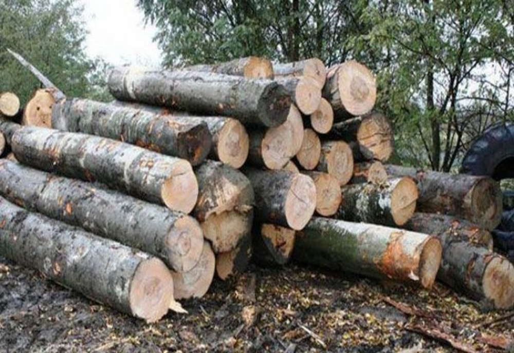 Ministrul mediului comentează cazul de la Poienile de sub Munte în care localnicii au oprit un transport ilegal de lemne