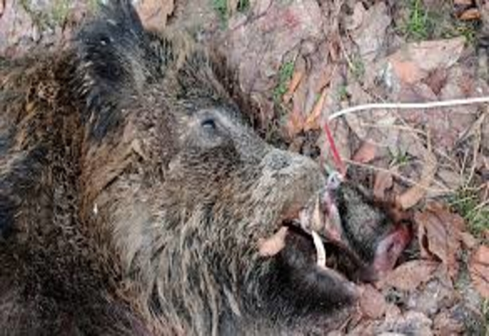 Peste 200 de porci mistreți morți din cauza pestei porcine pe fondurile de vânătoare din județul Giurgiu