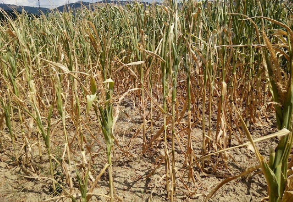 Peste 126.000 hectare de culturi agricole din Ialomița, afectate de secetă
